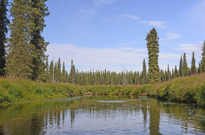 Scenic view of lake in forest against sky