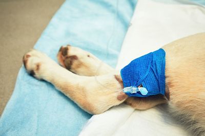 Close-up of dog on hospital bed