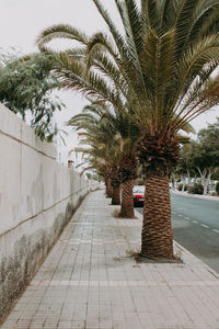 Sidewalk by palm trees against sky in city