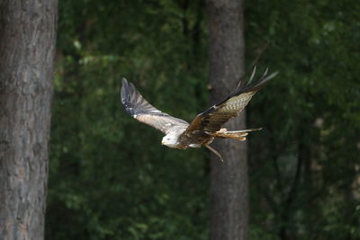 Close-up of eagle flying against blurred background