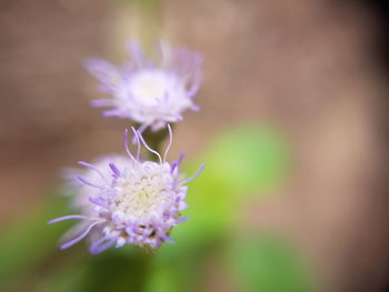 Close-up of purple flower blooming outdoors