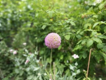 Close-up of flower against blurred background