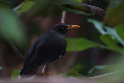 Close-up of bird perching on branch