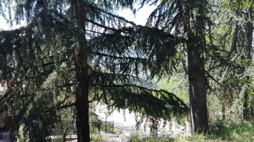 Low angle view of trees against sky