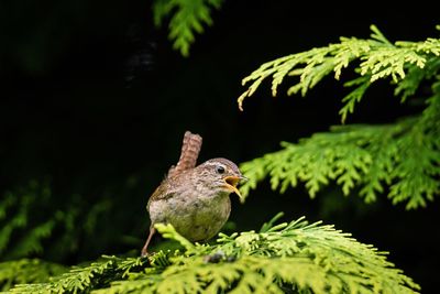 Close-up of sparrow perching on plant