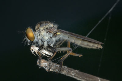 Close-up of insect on twig