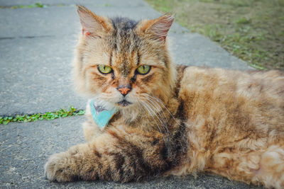 Portrait of cat on footpath