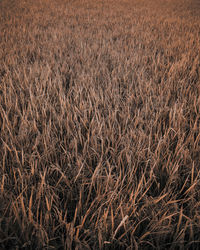 Full frame shot of wheat field