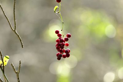 Close-up of berries on tree