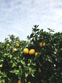 Low angle view of fruits on tree against sky