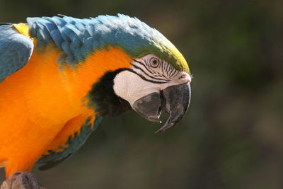 Close-up of a parrot