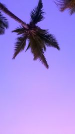 Low angle view of palm trees against clear sky at dusk