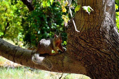 Squirrel on tree trunk