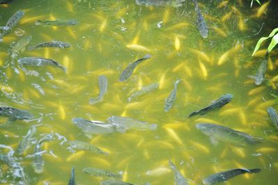 Full frame shot of fish swimming in sea