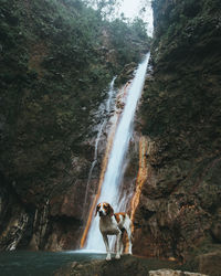 Dog standing on rock against waterfall