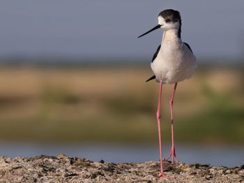 Close-up of bird perching on rock