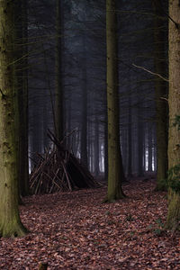 Trees growing in forest during autumn