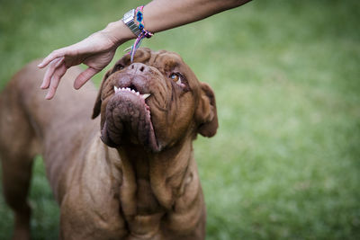 Cropped hand playing with dog on field