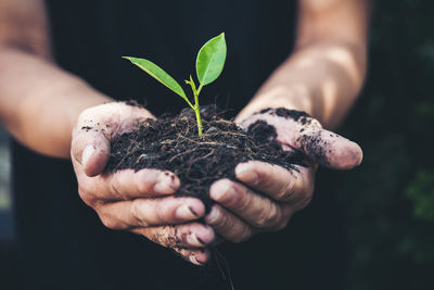 Close-up of hand holding plant