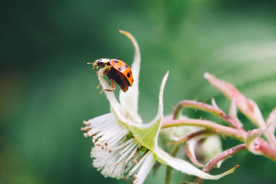 Red ladybug on a raspberry flower.