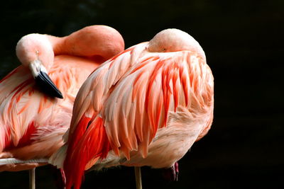 Close-up of bird