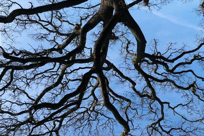 Low angle view of bare tree against blue sky