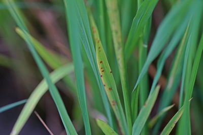 Close-up of insect on plant at field