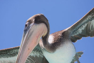 Low angle view of pelican in aquarium against clear blue sky