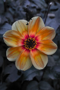 Close-up of yellow flower