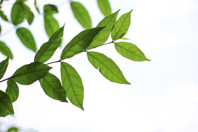 Close-up of leaves against white background