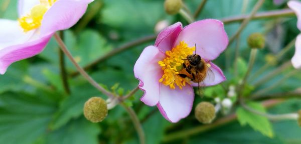 Close-up of bee pollinating on pink flower