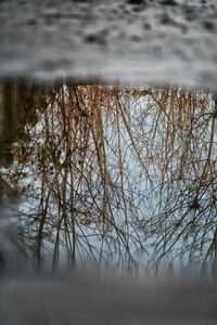 Bare trees by lake during winter