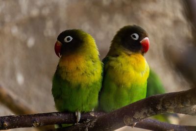 Close-up of parrot perching on branch