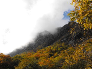 Low angle view of trees on mountain against sky