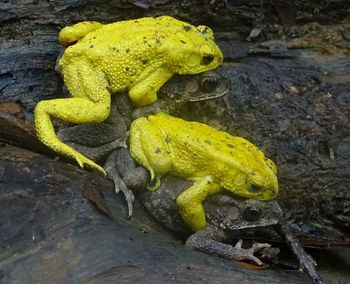 Close-up of lizard