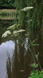 Scenic view of lake by trees in forest