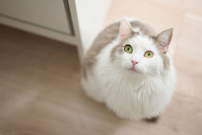 Portrait of white cat sitting on floor at home looking up