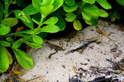 Close-up of insect on leaf