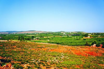 Scenic view of field against clear blue sky