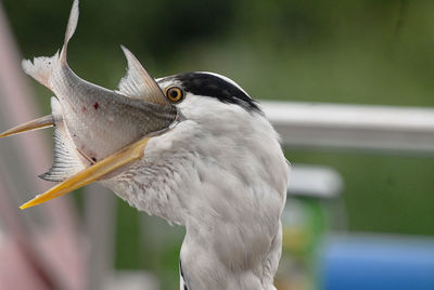 Close-up of bird looking away