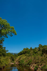 Low angle view of trees against clear blue sky