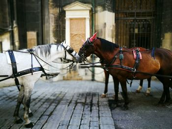 Horses on cart