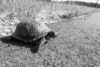 Turtle in a field