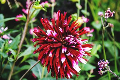 Close-up of pink flower