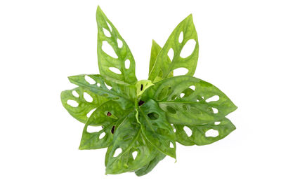 Close-up of fresh green leaf against white background