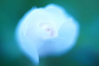 Close-up of flower over blue background