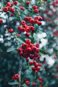 Close-up of christmas tree