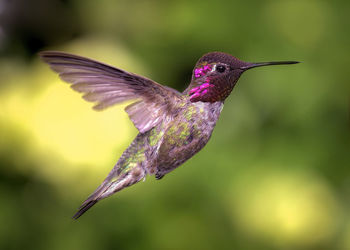 Close-up of bird flying