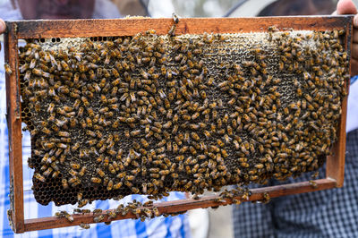 A beekeeper holds a frame with bees. honey production. 