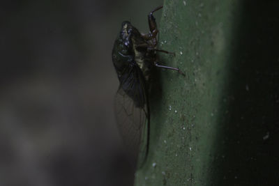 Close-up of insect on wall